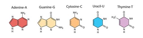 Structure Of Adenine Guanine Cytosine Thymine