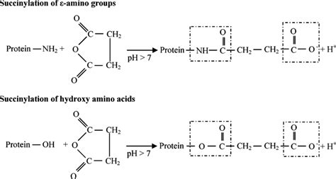 Major reactions of succinic anhydride with proteins (adapted from ref ...