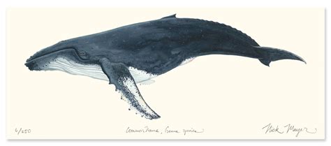 Humpback Whale Scientific Drawing