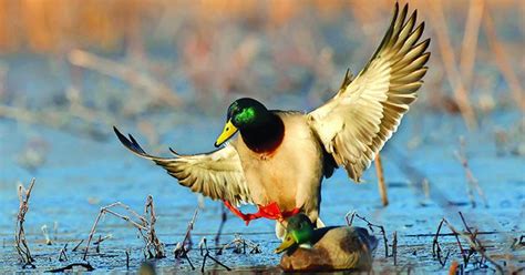 Duck Flying Over Flooded Autumn Corn Field Photos Google Search