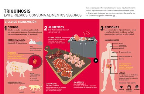 Triquinosis Recomendaciones Para Prevenir La Enfermedad Senasa