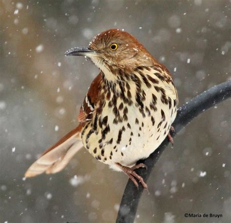 Brown Thrasher Alchetron The Free Social Encyclopedia