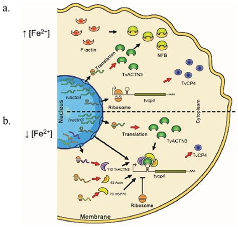 Biomolecules | Special Issue : RNA-Binding Proteins—Structure, Function ...