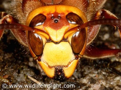 Largest wasp in the British Isles | Wildlife Insight