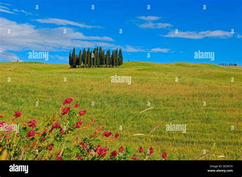 Val Dorcia Orcia Valley Unesco World Heritage Site Cypress Trees