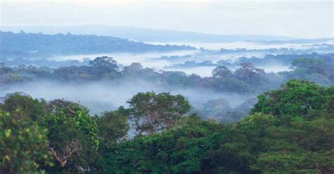 Ecorregión selva alta CONOCIENDO LA SELVA DEL PERÚ