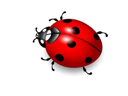 This Is Why Ladybugs Have Spots - J&J Exterminating