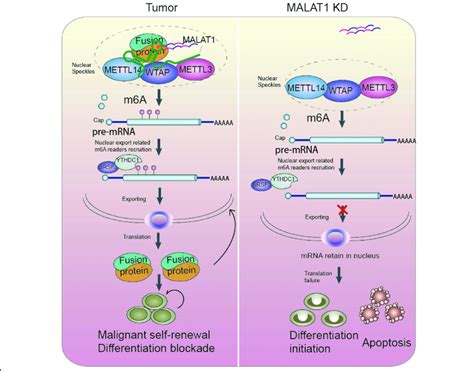 Schematic Models For Malat Knockdown Obstructed Chimeric Mrna