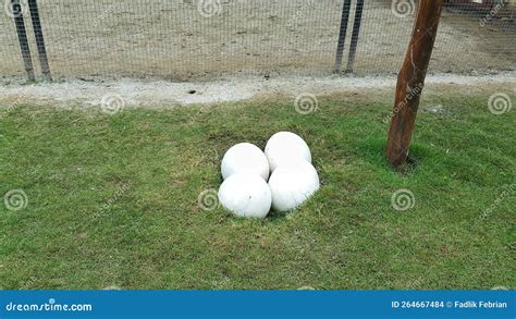 Quatre Oeufs D autruche Sur La Ferme Photo stock Image du différence