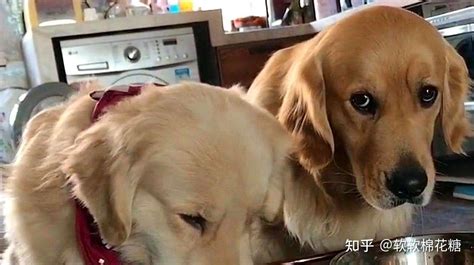 冬天养金毛犬，无知的宠主们，别再伤害它了 知乎