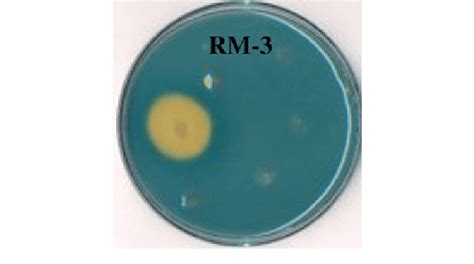 Siderophore Production By P Aeruginosa Rm 3 On Chrome Azurol S Cas