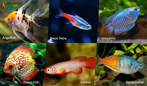 Aquarium Warm Water Fish For A Hot Summer Hygger