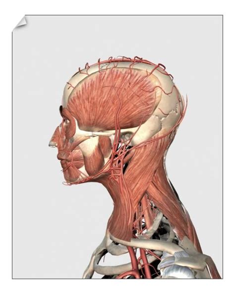 Medical Illustration Human Head And Neck Muscles With Veins