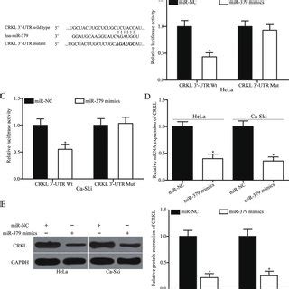 Crkl Upregulation In Cervical Cancer And Its Negative Correlation With