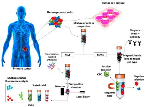 Molecules Free Full Text The Molecular Basis Of Different