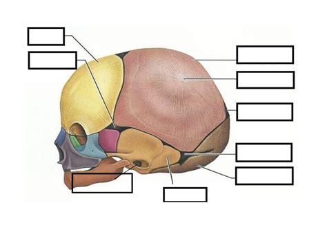 Diagram Of Fetal Skull Quizlet