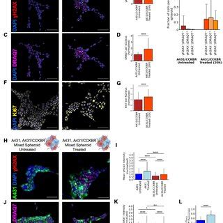 Effect Of Radiotherapy On Genomic Integrity And Cell Survival A