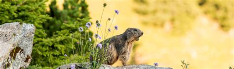 Alpine Marmot Facts Croatia Slovenia Wildlife Guide