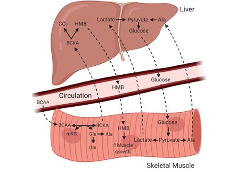 Cooperative AA Metabolism Between Liver And Muscle The Liver And