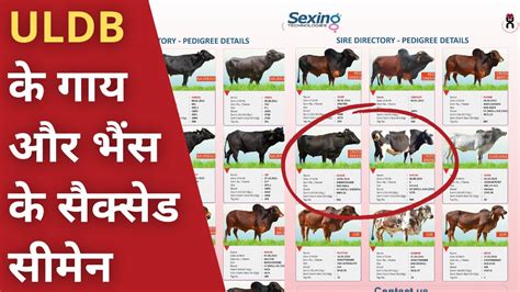 Uldb के गाय और भैंस के सैक्सेड सीमेन Cow And Buffalo Sexed Semen From Uldb Youtube