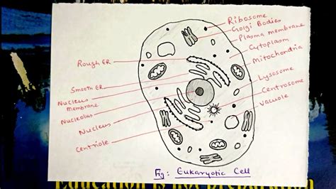 How To Draw Eukaryotic Cell Step By Step Drawing For Beginners Youtube