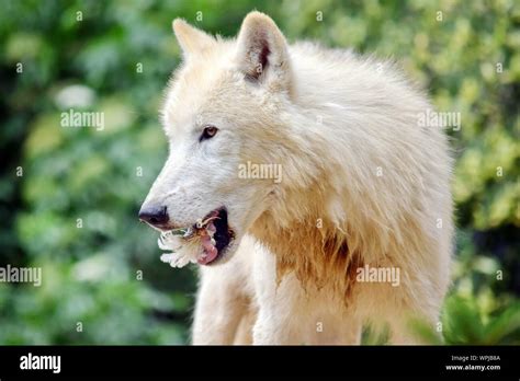 Arctic Wolf Eating Hi Res Stock Photography And Images Alamy