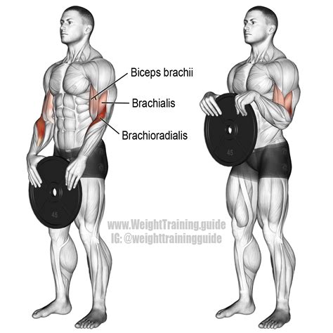 Top Brachialis Exercises For Bigger Stronger Biceps Nutritioneering