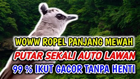 WOWW Ropelan Burung Trucuk Termewah Panjang Putar Sekali Auto IKUT