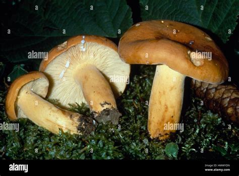 Example Of Weeping Milk Cap Or Voluminous Latex Milky Lactarius