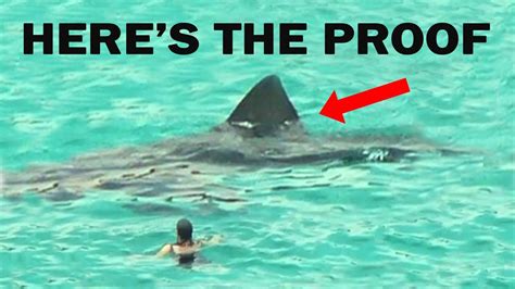 Science Shows A Megalodon Shark May Still Exist In The Oceans Submarine Shark Caught On Camera