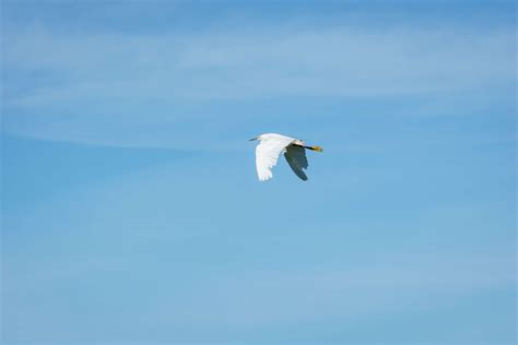 #bird #blue #crane #sky | Bird, Crane bird, Cool wallpaper