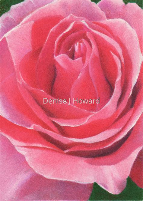 Drawing : "Pink Rose" (Original art by Denise J Howard)