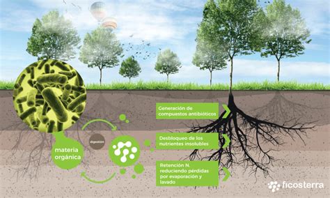 Beneficios De Los Microorganismos En Cultivos Y Plantas