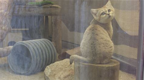 Zoo Boise raising funds to build new sand cat habitat | ktvb.com