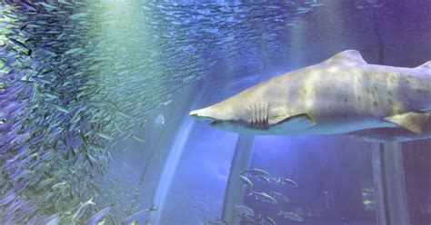 Naked Man Swims Among Sharks At Toronto Aquarium CBS Sacramento