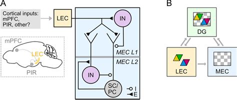 Fan Cells In Lateral Entorhinal Cortex Directly Influence Medial