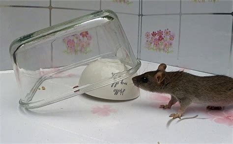 Homemade Rat Traps: Step-by-Step Guide