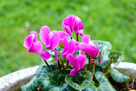 Pourquoi Les Feuilles De Mon Cyclamen Jaunissent Et Tombent Conseils