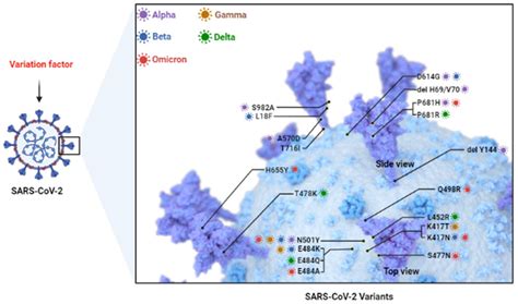 Vaccines Free Full Text Sars Cov 2 Variants Current Vaccines And