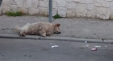 Cane legato a un palo e lasciato morire di stenti senza cibo né acqua