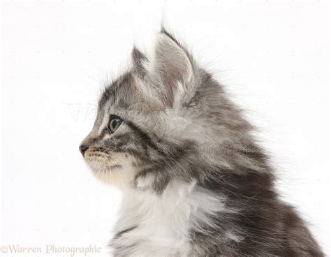 Maine Coon Cross Kitten 7 Weeks Old Photo Wp21374