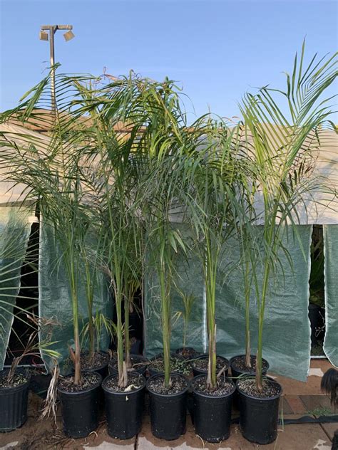 Wekiva Foliage Royal Palm Live Plant In A Gallon Growers Pot Roystonea