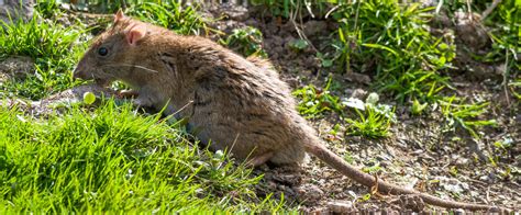 Rodent Proofing Your Home Tips For Every Season