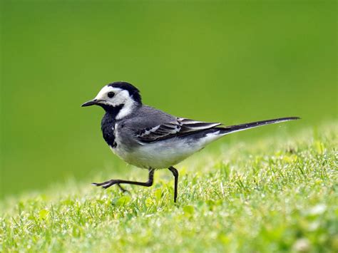 Pied Wagtail Bird Facts Motacilla Alba Bird Fact