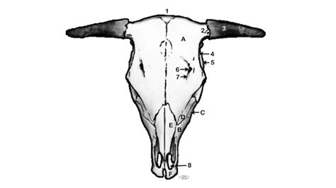 Diagram Bovine Skull Dorsal View Diagram Quizlet