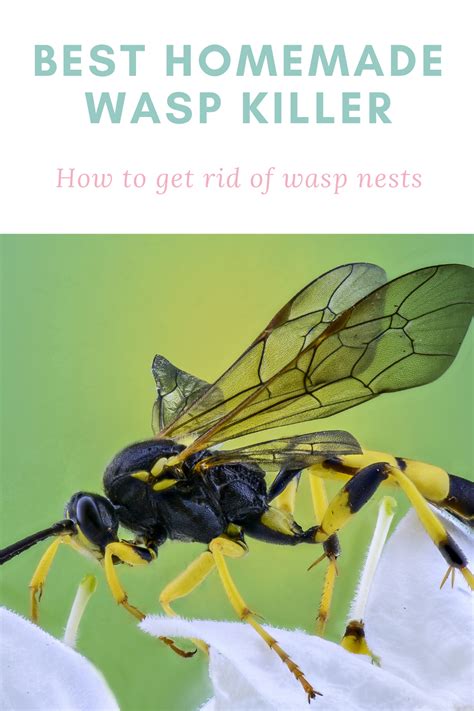 Best Homemade Wasp Killer [updated In 2020] Diy Pest Control Guide Hot Press Releases