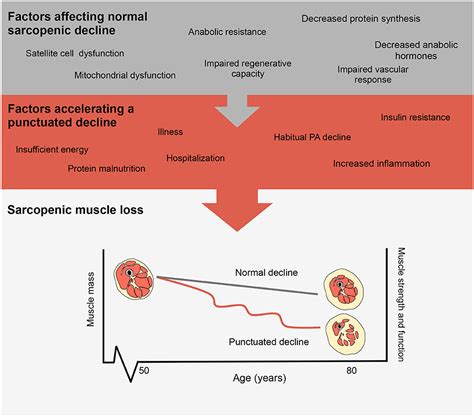 Frontiers The Impact Of Step Reduction On Muscle Health In Aging