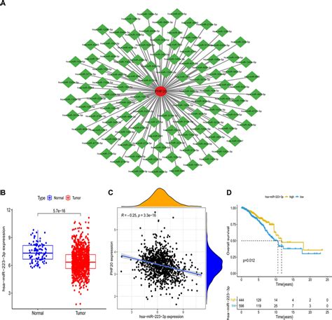 Identification Of Mirnas Closely Associated With Phf Expression And