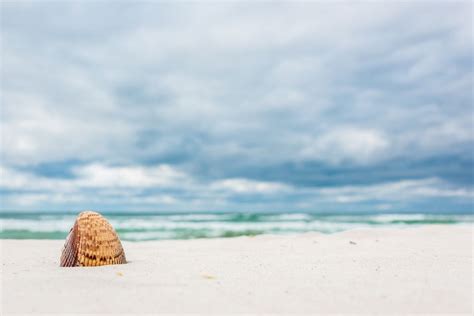 Shell Island Florida- Complete Visitor's Guide! - ALWAYS ON THE SHORE