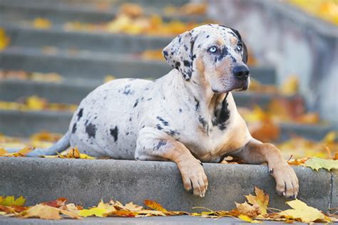 Louisiana Catahoula Leopard Dog Steckbrief Charakter And Haltung